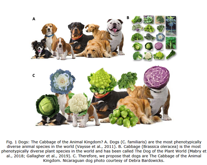 SilvanUrfer's tweet photo. Getting this figure published is a highlight of my scientific career thus far. https://t.co/iFfqznXNYH
@KenzieMabry @JChrisPires @Greger_Larson #dogs #cabbage https://t.co/tscS88CYIz