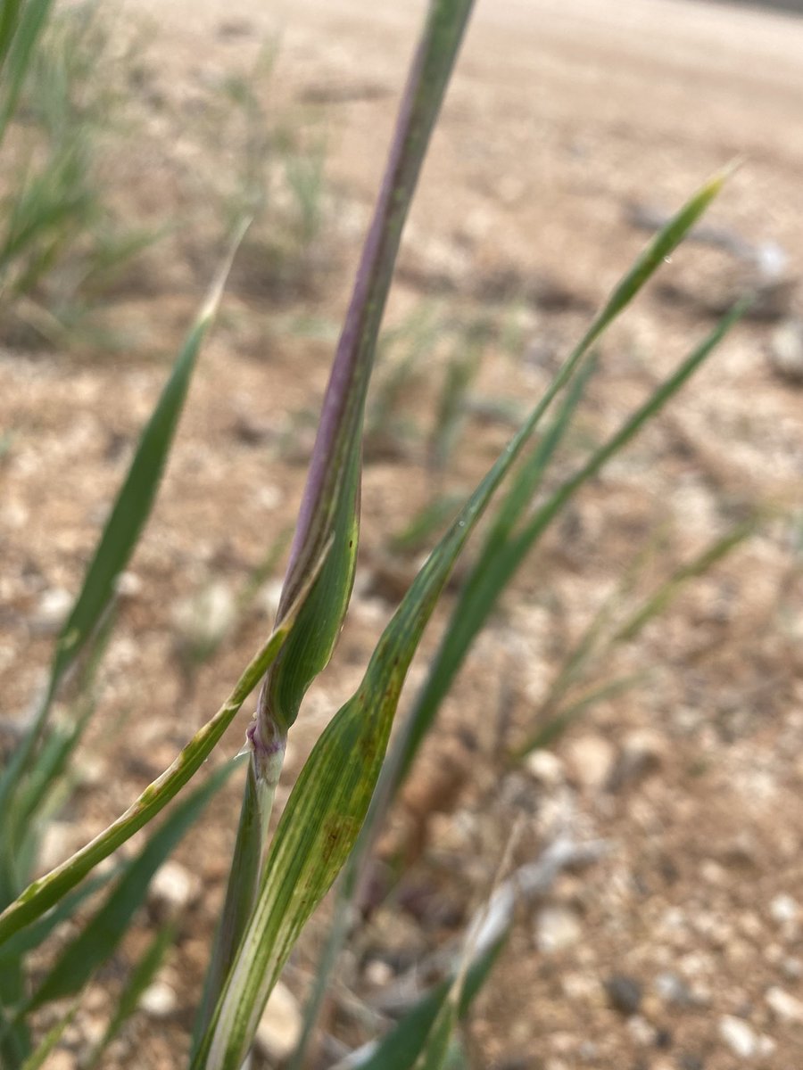 Russian Wheat Aphid -central YP , road side volunteer wheat, so keep an eye out as the crops emerge, usual telltale signs ☹️