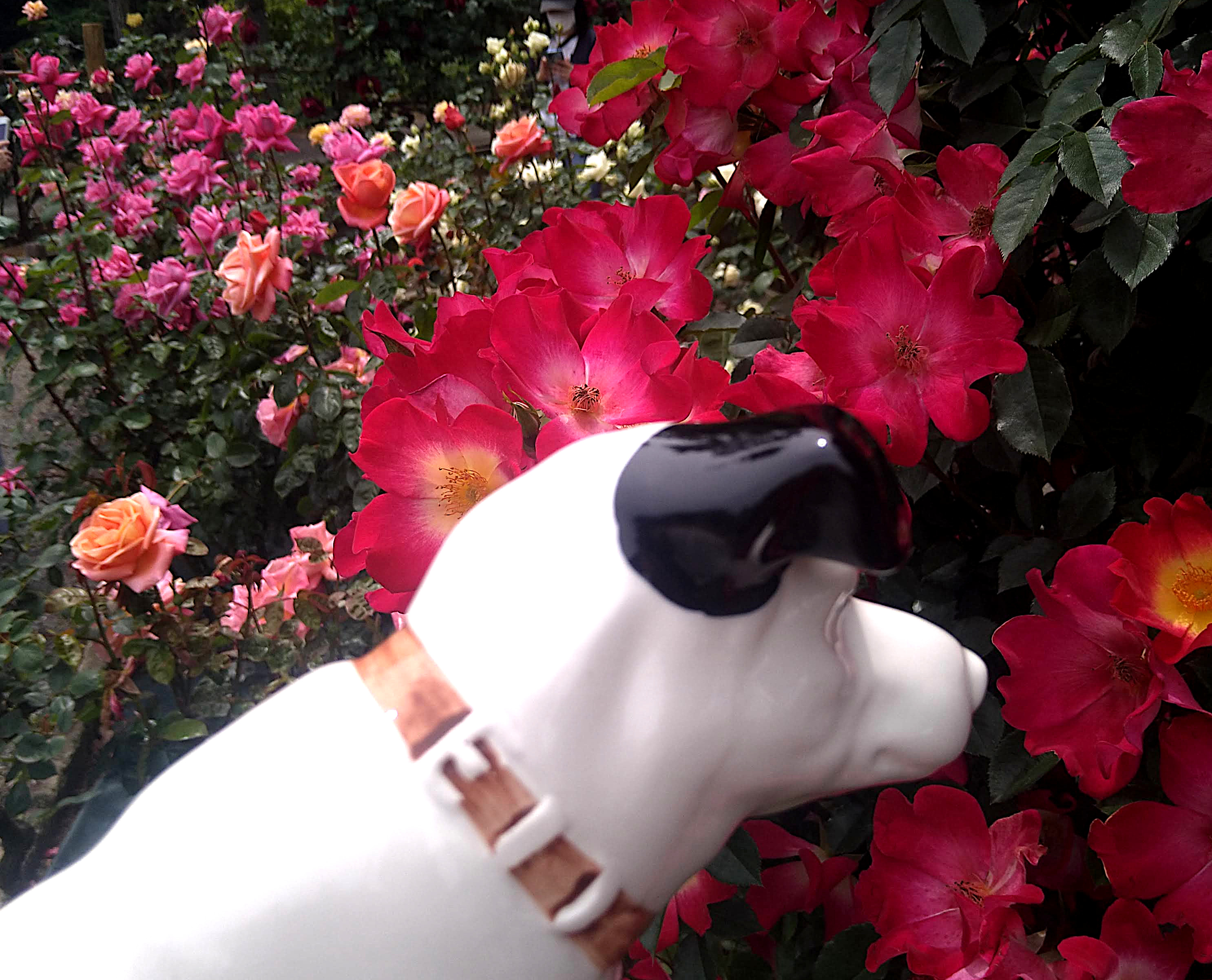 綺麗な花には棘がある Twitter Search Twitter