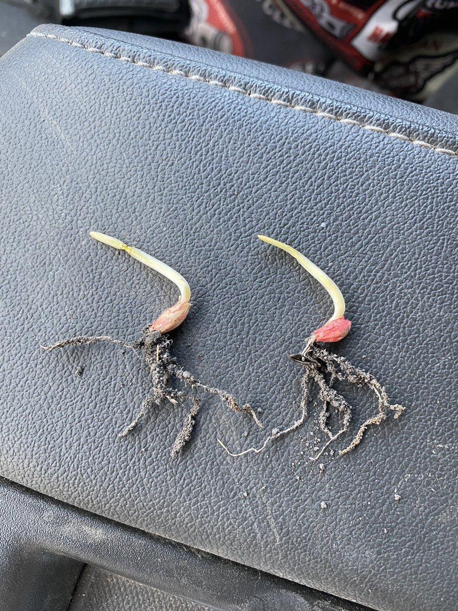 Don’t be shy on the seed depth this spring and get those roots established in good moisture! Barley seeded at 2” depth 👌🏼🤓