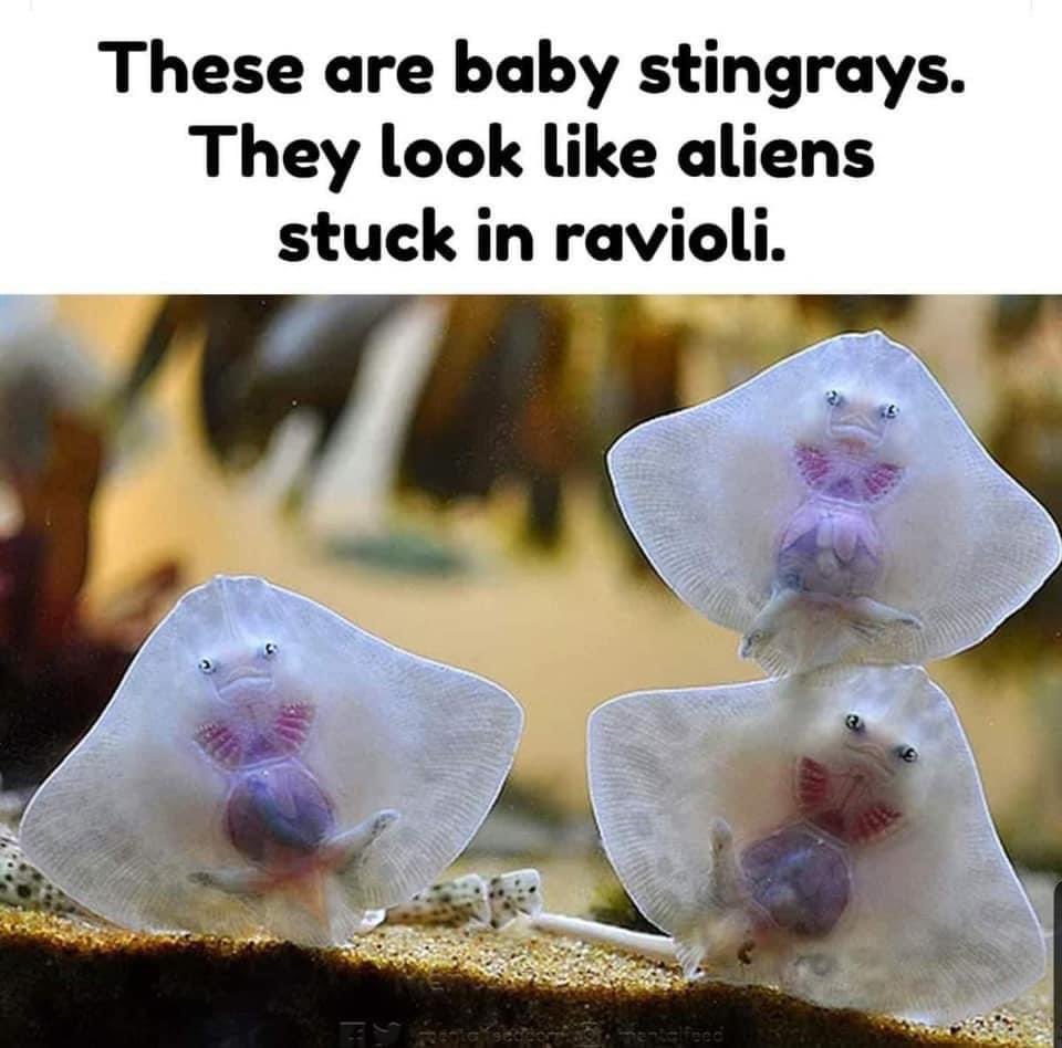 Friday biology lesson 😂