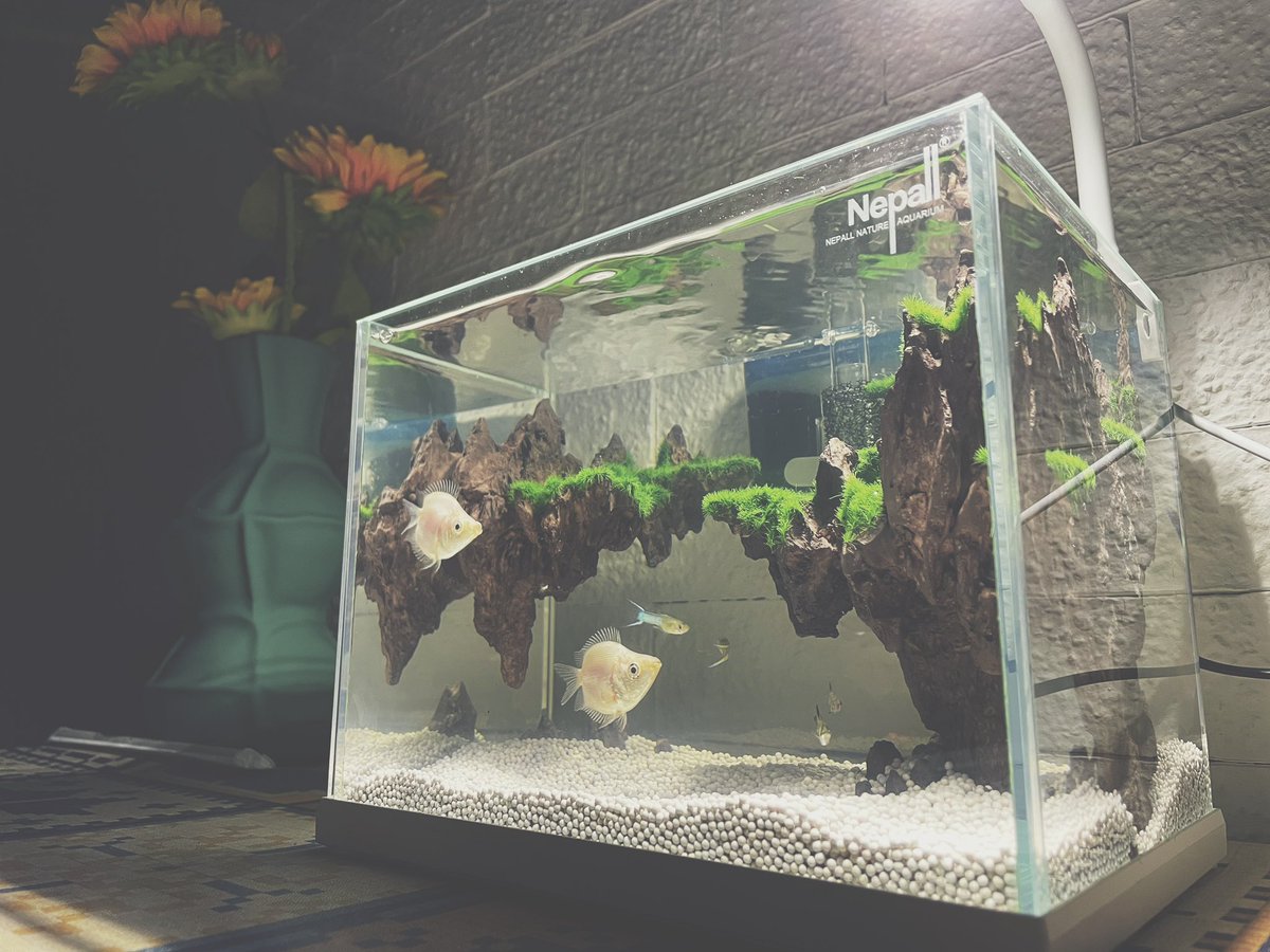 litebeier's tweet image. Six of my new friends🐠🐠🐠