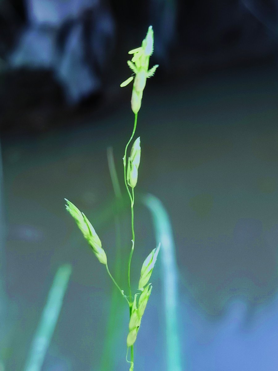 HSamejo's tweet photo. Captured during field visit today, #tandoallahyar #Sindh #Pakistan
#naturephotography 
#climatechange 
#wildlifephotography 
#wildflowerphotography 
#wildgrass https://t.co/IOFZvk35Jj https://t.co/aFxCrls2g5 https://t.co/f7fpbRZpOu
