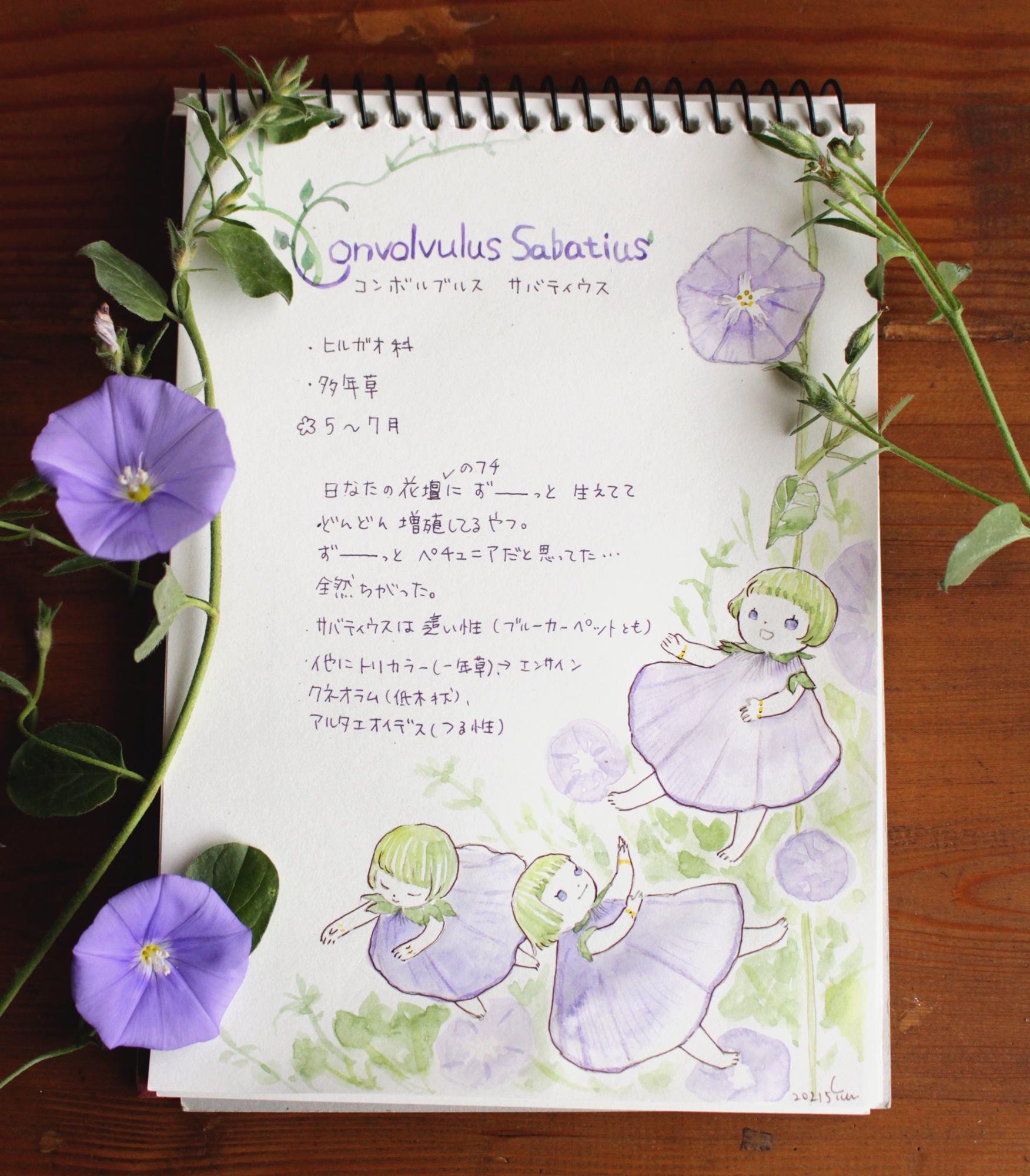 イトユ 花乙女 06コンボルブルス サバティウス 名前を全然覚えられない 花乙女では基本 裏庭の草花を描いていっているので 時には増やしたくない 減らしたいような植物も混ざります そういう植物は育て方などには触れません T Co