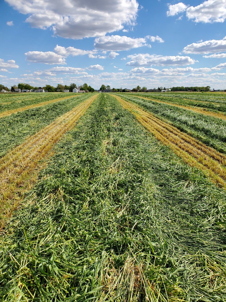 jeff_volkert's tweet photo. Trical Flex 719 Triticale - making some excellent feed. @bamfert #CISCOSEEDS #CISCOFARMSEED #CISOFORAGE https://t.co/ZJuhyWXNvA