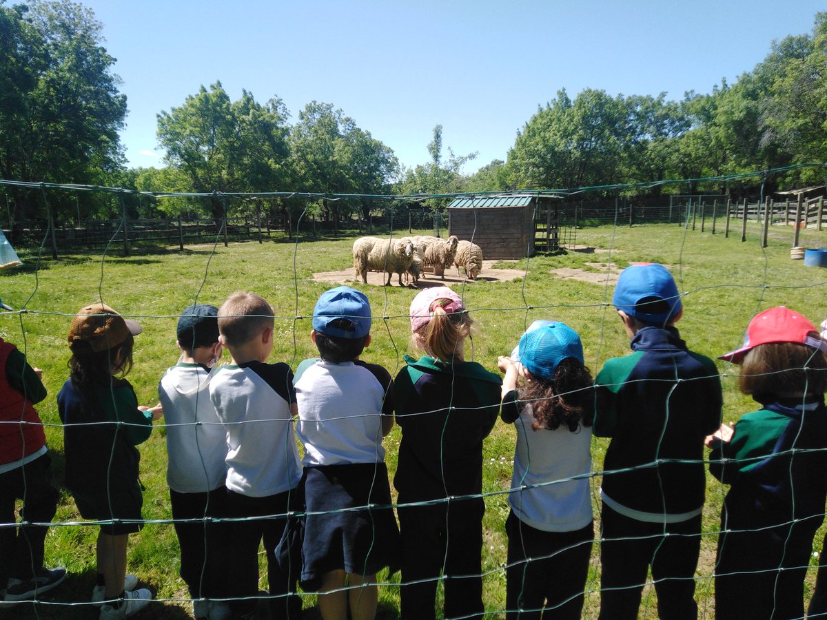 ¡Emocionados por dar de comer a las ovejas!