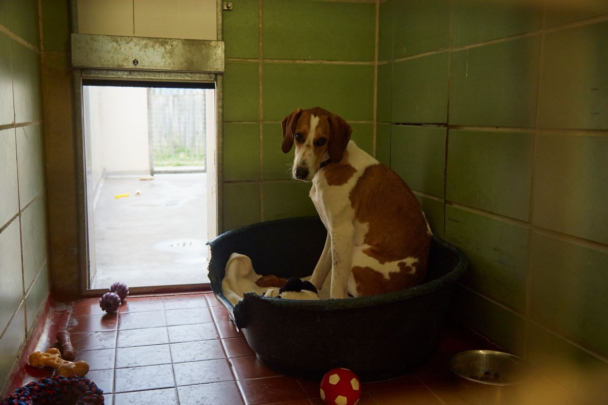 joynes85's tweet image. Bella has spent 450 days in @RSPCA_official care. She has had a difficult start to life after being passed from pillar to post at an early age. Surely, now it’s her time. Please share to find her the home she deserves ❤️ more info on Bella here - rspca.org.uk/-/news-bella-t…