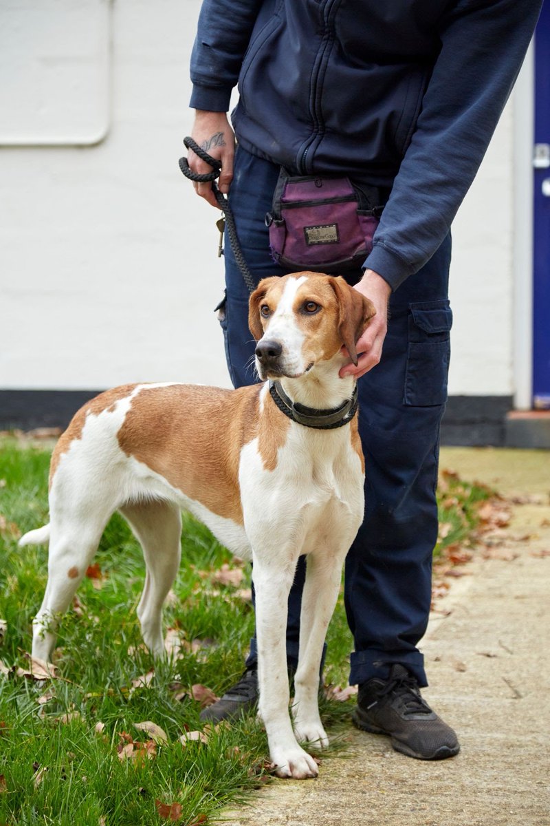 joynes85's tweet image. Bella has spent 450 days in @RSPCA_official care. She has had a difficult start to life after being passed from pillar to post at an early age. Surely, now it’s her time. Please share to find her the home she deserves ❤️ more info on Bella here - rspca.org.uk/-/news-bella-t…