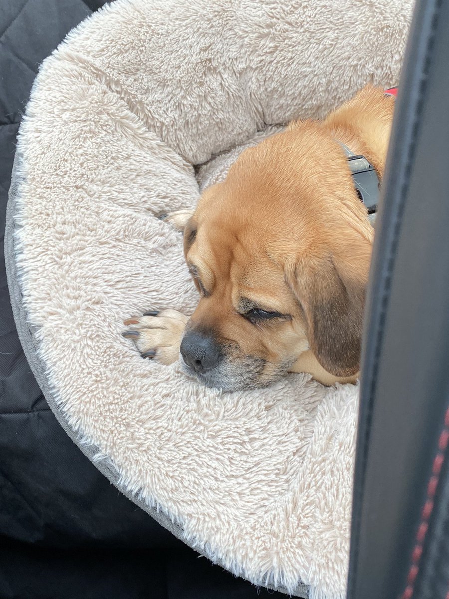 Pippa puggle tweet media