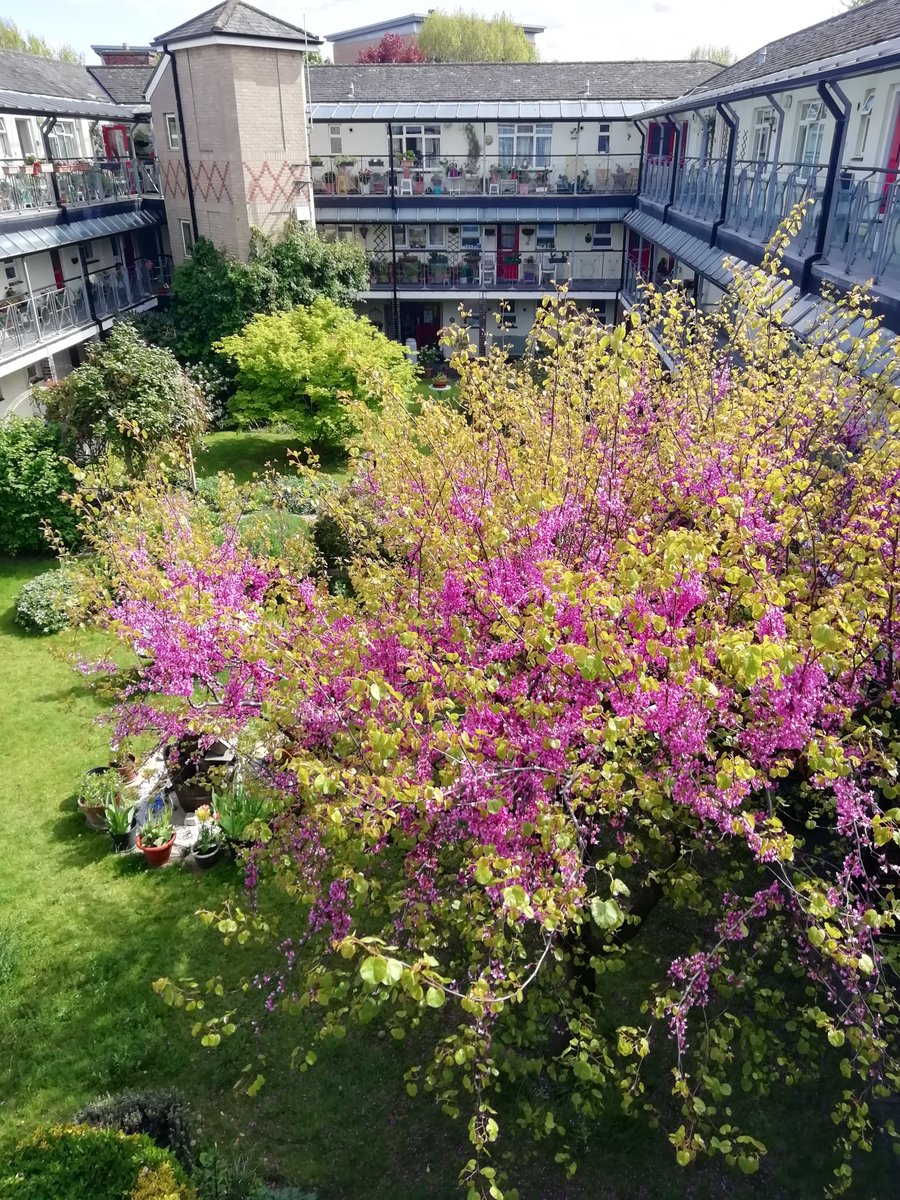 HamUnited's tweet photo. The #plantoftheweek is the beautiful Judas tree, botanical name Cercis siliquastrum, here in the John Betts House garden. Check the second tweet to this for a #botanicalfact we learnt from Lucy Hart, Head Gardener @Fulham_Palace โฌ๏ธ๐ https://t.co/8jametWKN0