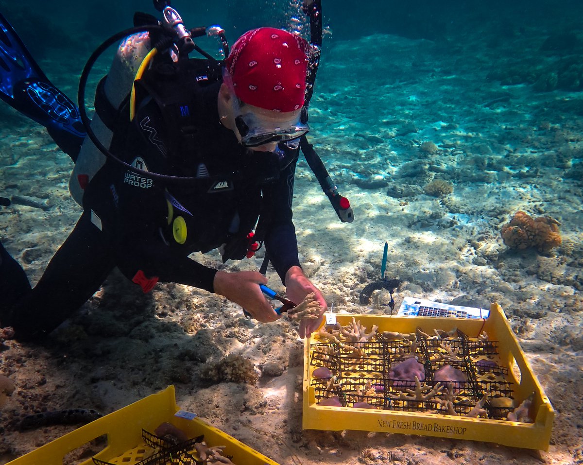 ColinJAnthony's tweet photo. We finally sourced and outplanted 400 coral fragments for our experimental gardens this week. @GuamEPSCoR @UOGTriton https://t.co/KZRxJ0oEYb