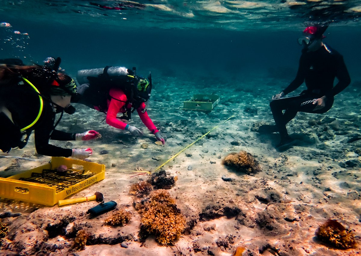 ColinJAnthony's tweet photo. We finally sourced and outplanted 400 coral fragments for our experimental gardens this week. @GuamEPSCoR @UOGTriton https://t.co/KZRxJ0oEYb