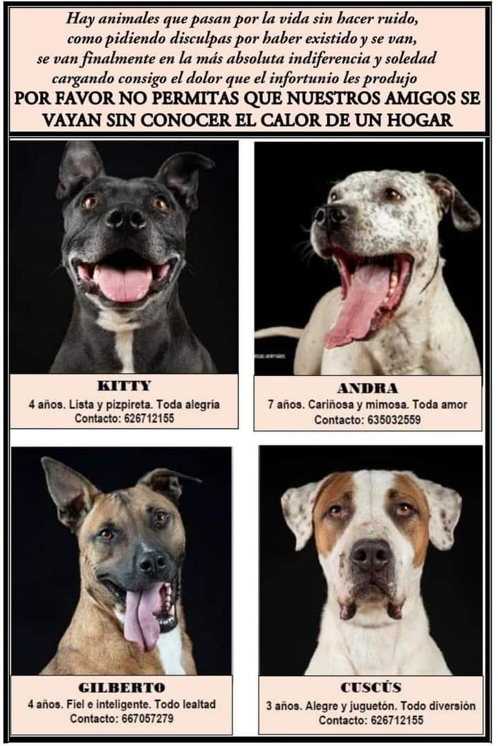 plataforma_NAC's tweet photo. En Peludos Olvidados todos hemos pasado por el abandono, ahora todos vivimos en manada por lo que somos sociables con otros perros, si quieres acogernos o adoptarnos no dudes en preguntar por nosotros. #MADRID

#correo 
Peludosolvidados@gmail.com

#Tlfno  
635032559 WhatsApp https://t.co/LMvUJNYh4C