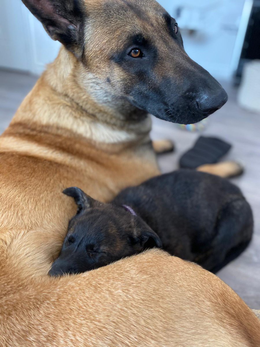 lyvidians's tweet photo. Bonnie just has the best big brother
#lorockmorworkingdogs #lorockmor #security #Lyvidiansworkingdogs #dogunit #workingdog https://t.co/qT8a2uIRkO
