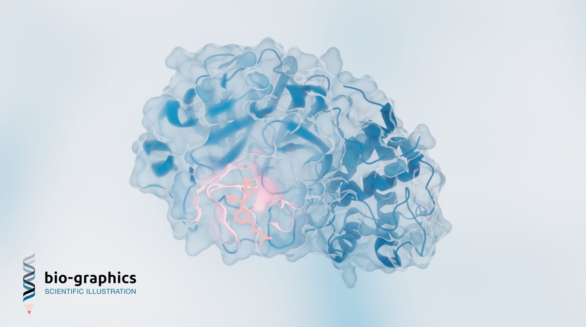 Playing around with #blender to render the molecular structure of a key protein in the life cycle of SARS-CoV-2: the main protease bound to an inhibitor. Crystal structures were obtained from the #ProteinDataBank under accession code 6Y2F. #SciArt