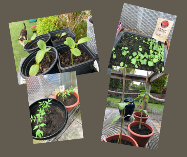 CardiffMetConf's tweet photo. It's a joy to watch our @cardiffmet seedlings grow #CSGreatSpringGrowOff. Thank you @cardiffmet for supporting our mental health.
Mae'n bleser gwylio ein eginblanhigion yn tyfu. Diolch @metcaerdydd am gefnogi ein iechyd meddwl.
#MentalHealthAwarenessWeek #Nature https://t.co/ofgac5MSPo