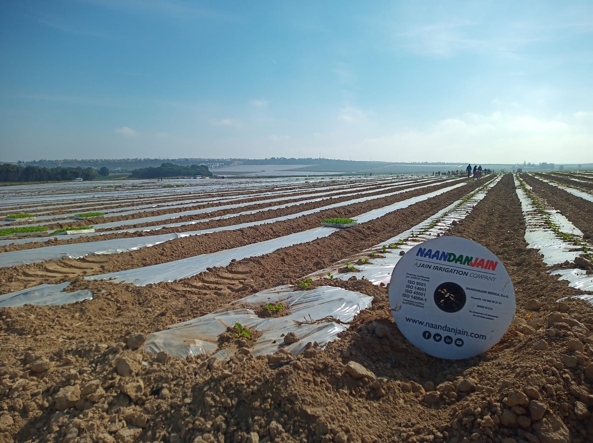 NaanDanJainES's tweet photo. Con nuestras sondas de humedad #RootSense, la lectura de imágenes satelitales #Irriwatch  y nuestros emisores de riego de última generación como #TurboExcel te ayudamos a obtener un producto sano, nutritivo #naandanjain #melon https://t.co/iXmmyjgaIu
