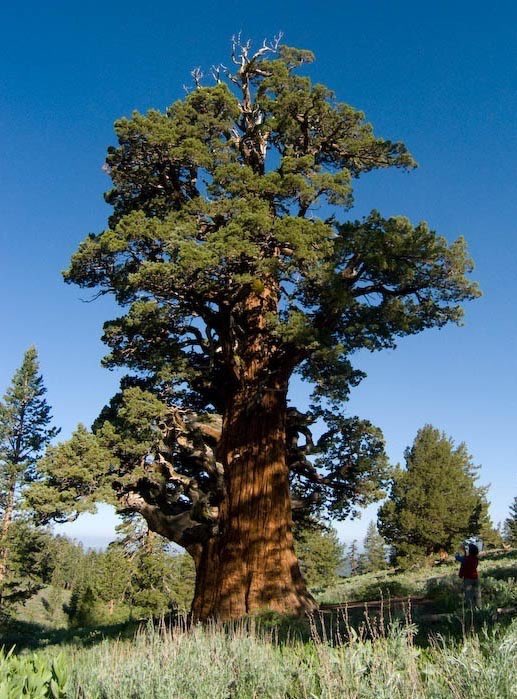 TheKentAcorn's tweet photo. The 3,000+ years old Bennett Juniper, California. 🥰🌲
The largest Juniper tree in the US.
Photo: Sierra Nevada GeoTourism https://t.co/KJiInVXsfw