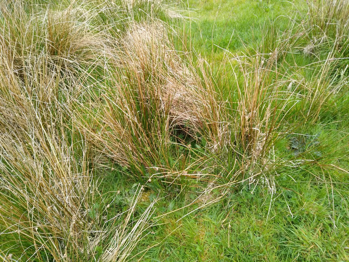 luke_wake's tweet photo. Meadow pipit nest. Directly on the ground underneath some rush. Dogs on leads please https://t.co/SjJfDMndWI