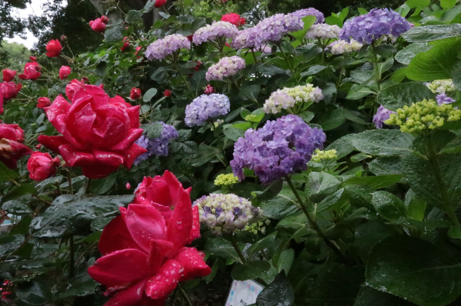 つぐちぃa K A 政岡亜果 お知らせ 本日 かのやばら園の 早咲きの紫陽花とバラ の開花の様子がテレビで放送される予定です 日 時 令和３年５月14日 金 18時分過ぎ 番 組 Kyt かごピタ 内のお天気コーナー 番組内容は警報やニュース時間の短縮