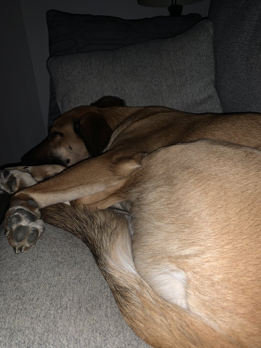 TheNameIsFez's tweet photo. @summer_graceee Currently taking a snooze https://t.co/isbMCPaCtJ