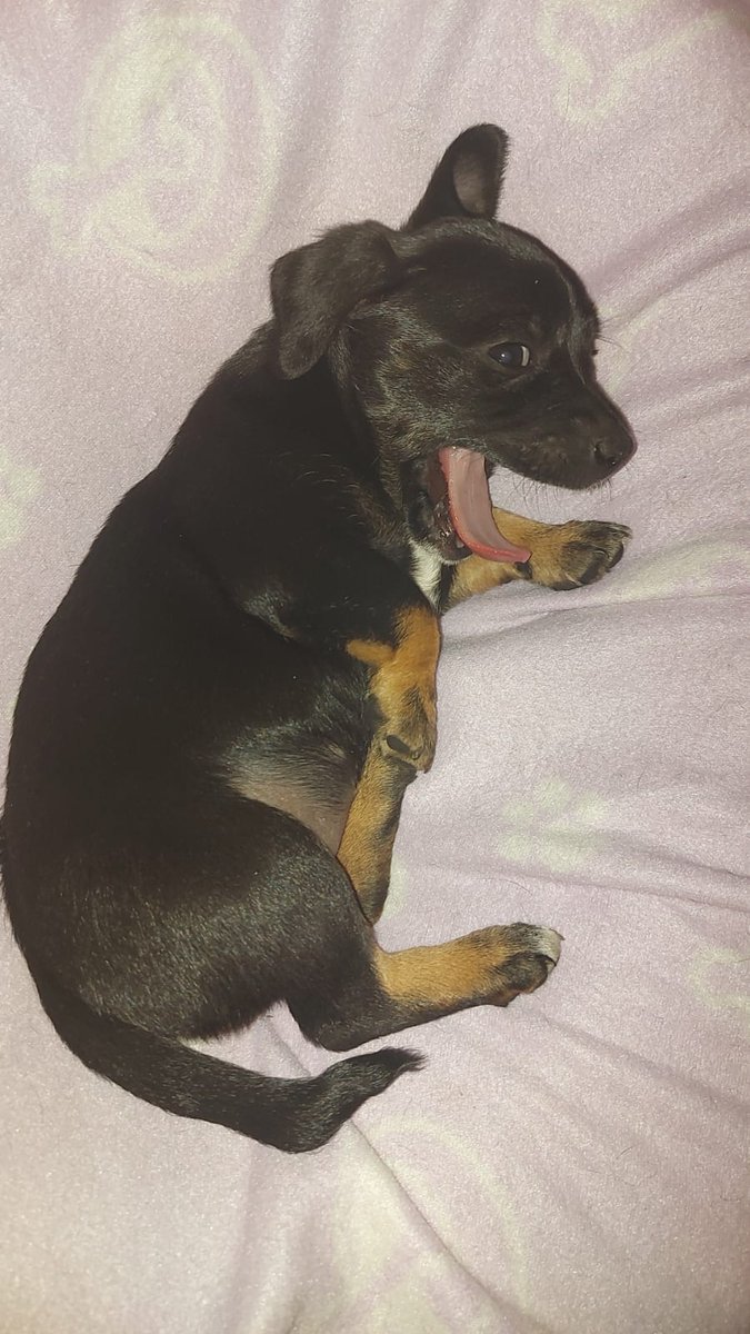 SakutaShimizu's tweet photo. Moin am #Montag wird es im #Stream #JustChatting geben😍❤da #meine #kleine da ist dann,dann #kommt #mein #baby #YUNA ,#hoffe #euch #gehts #gut und #kommt gut ins #Wochenende☺ wie gesagt #streaming #Zeiten werden #angepasst😘 https://t.co/2Y8rEiHBlq