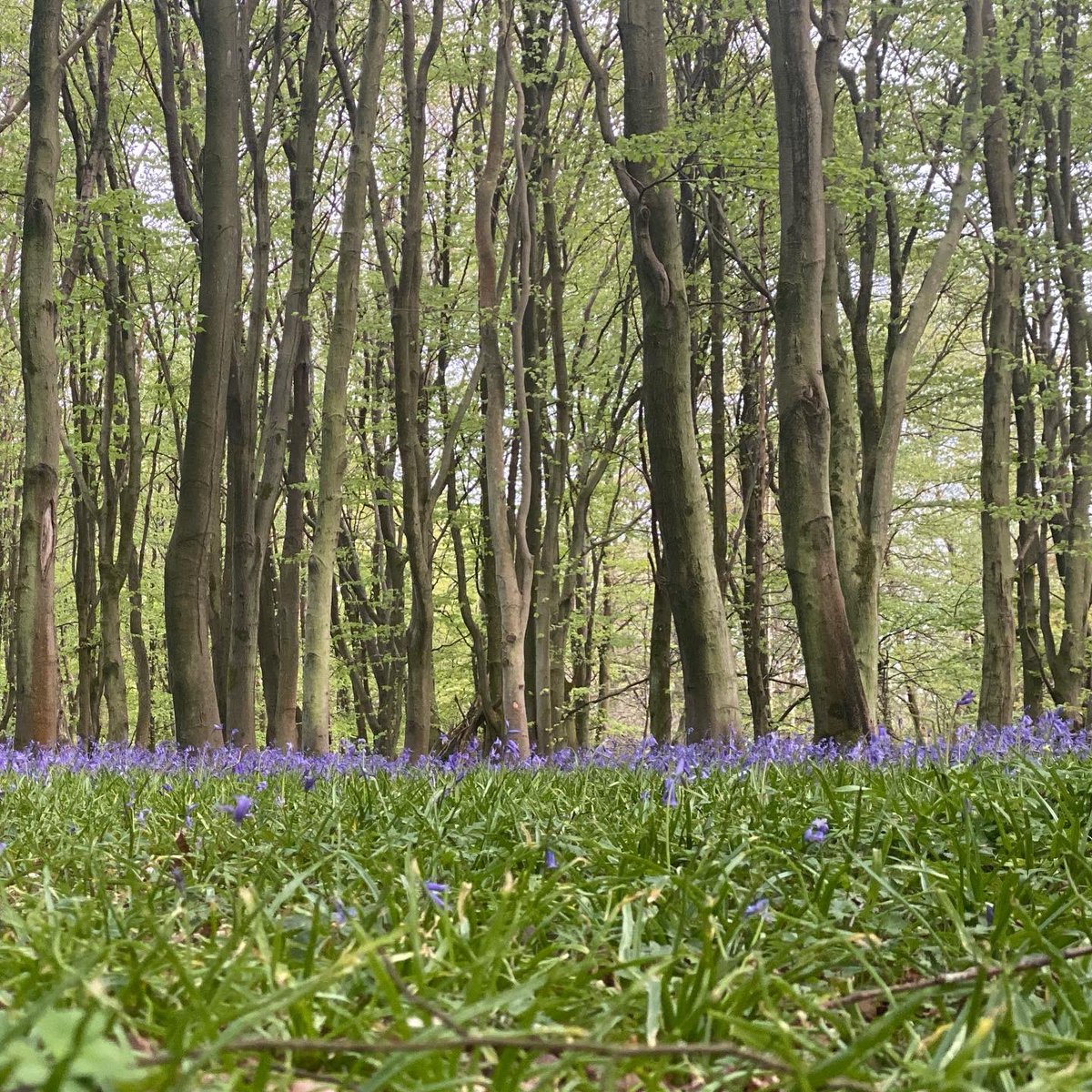 MBrownTherapy's tweet photo. The #nature fix. Engaging all if the senses.......ahhhhhh.........
#woodland #bluebells #therapy #counselling #tunbridgewells #onlinetherapy https://t.co/jSgWKXeFCy