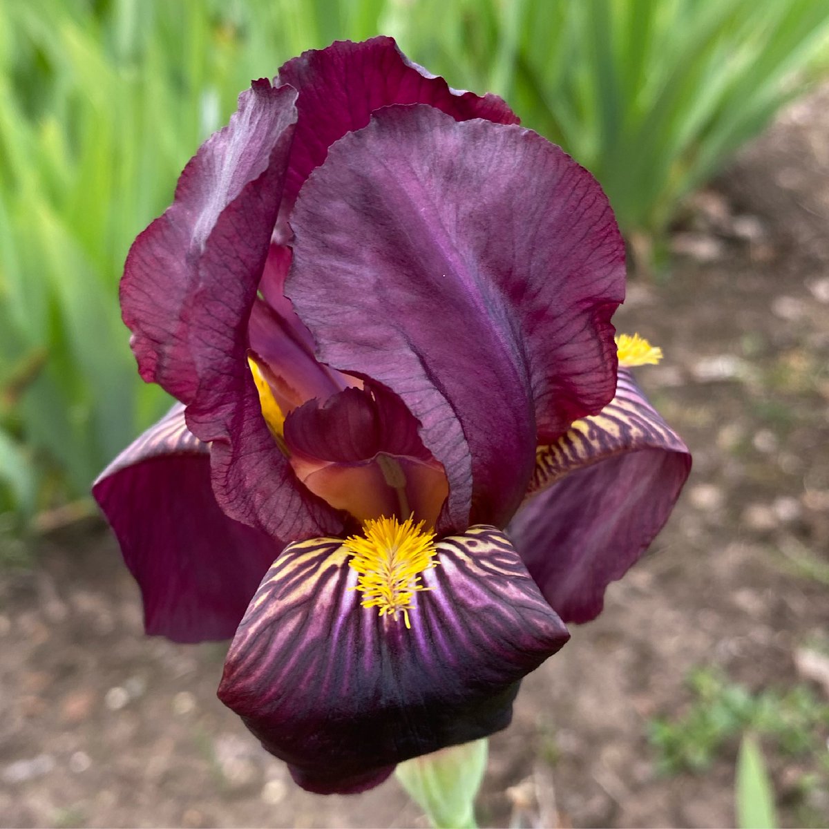 IrisesSeagate's tweet photo. IB Iris ‘Red Orchid’ amongst a few flowering now in the beds. #intermediateiris #beardedirises #irislove #irises #mailorderplants #iris #lincolnshire #britishgrown https://t.co/DmsT8KIVJg