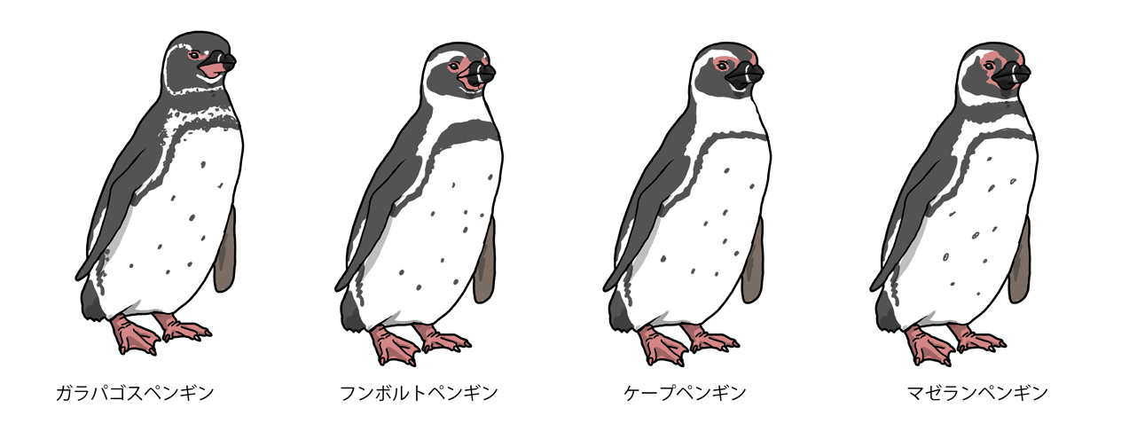 川崎悟司 マゼランペンギン 胸の帯が２本で境目が雑 フンボルトペンギン 胸の帯が１本で太め ケープペンギン 胸の帯が１本で細め マゼランペンギン 胸の帯が２本 の体の模様の大まかな違い いちおう個体差はあるみたいなので