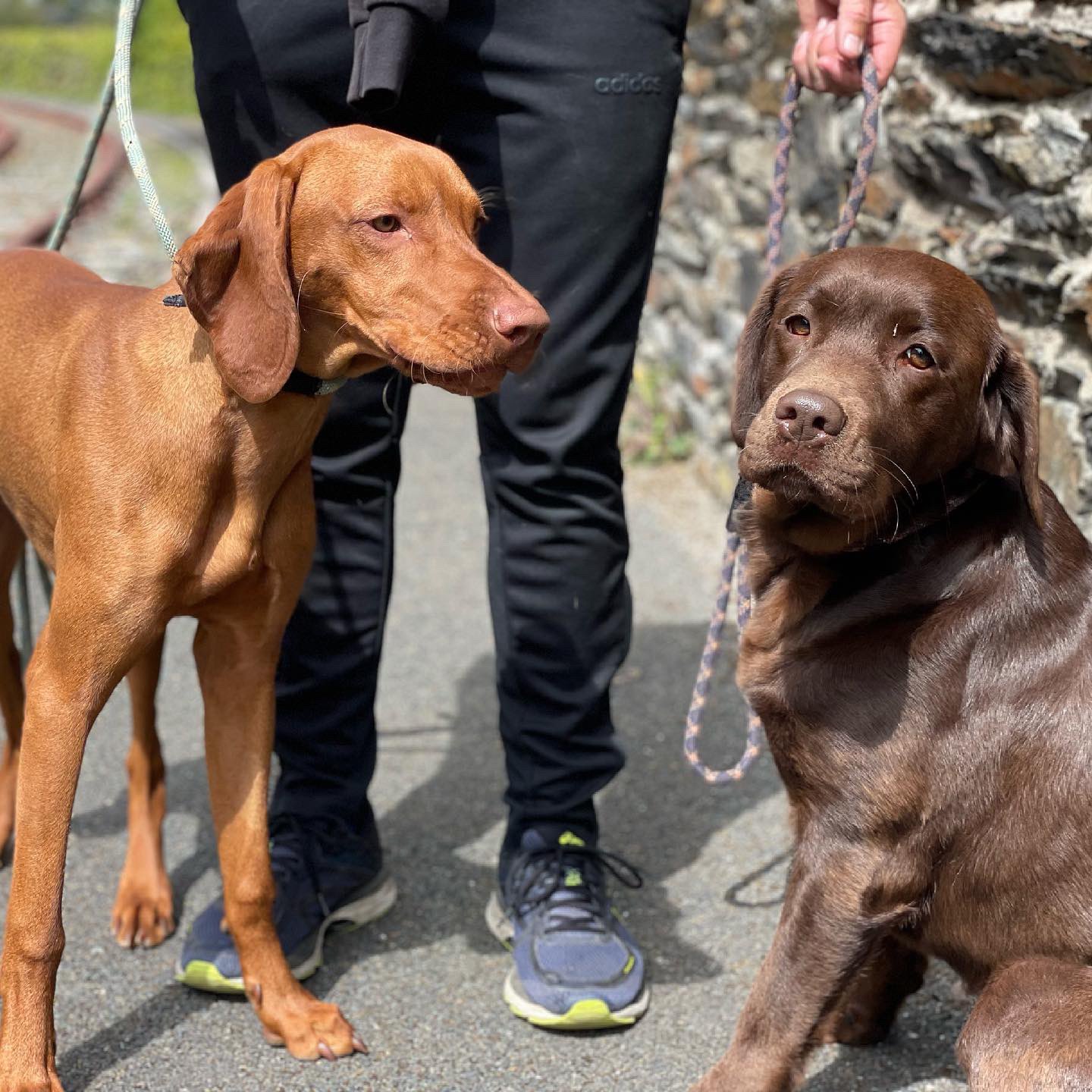 Vizsla Chocolate Lab Mix