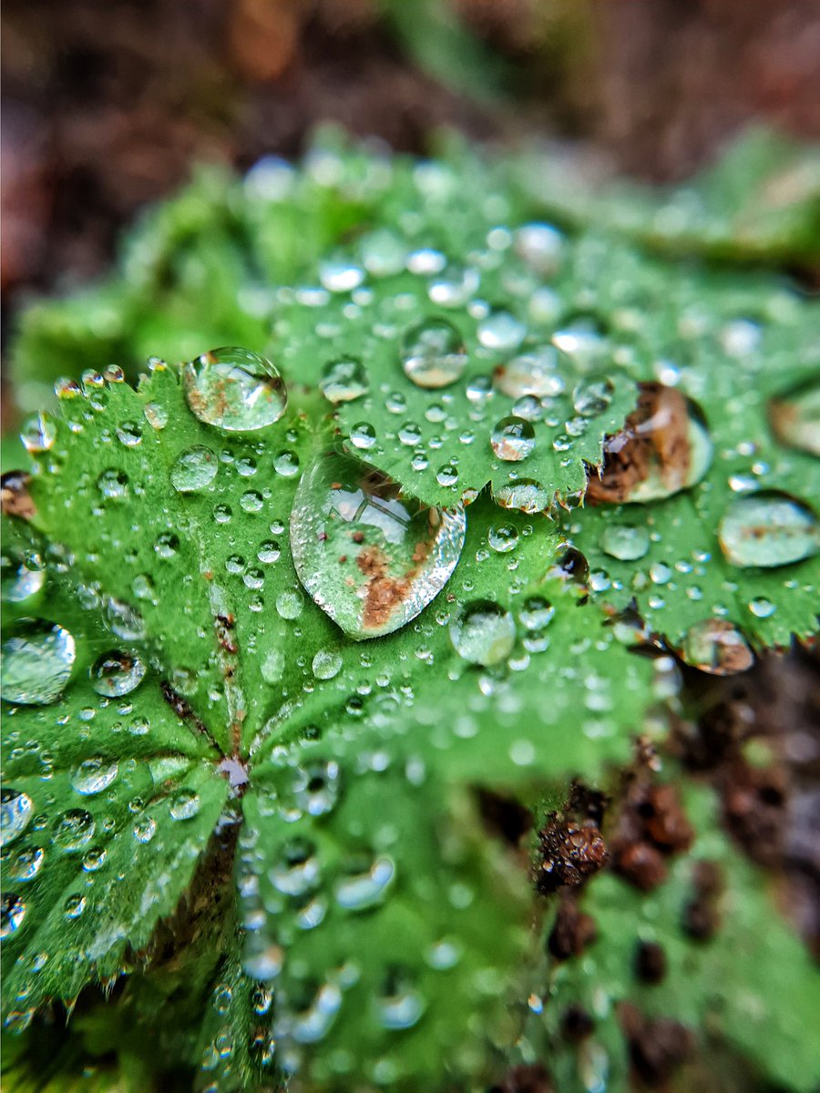 HayleyBlunt5's tweet image. Another day, another morning of #macrophotography 
#raindrops #springtime @MacroHour