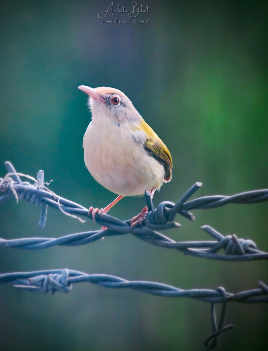 ankitabhat02's tweet photo. 💛

#Birdsofhimachal #HimachalPradesh #Photography https://t.co/1wDmrAgIbh