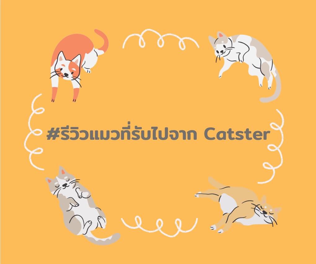 Catster & Co บ้านพักพิงแมวจร tweet media