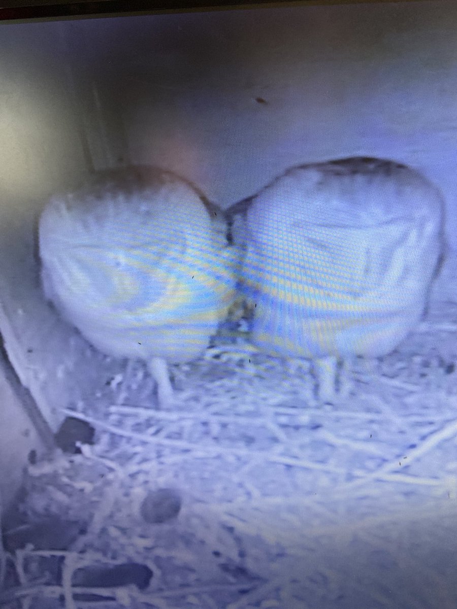 These two have been together for weeks now. Mating witnessed but no eggs yet. Is there hope? #laurelswood #barnowls #bbcspringwatch #chrisgpackham #wildlifekate