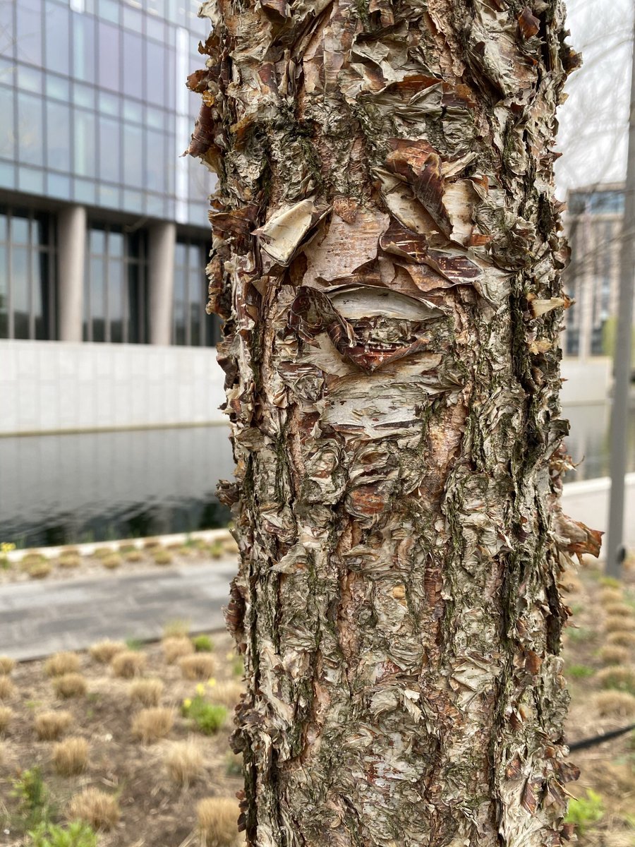 TiCLme's tweet photo. Did you realise the planting around @USAinUK @NineElmsTeam has an American theme - grasses, water and native American trees suggesting #Americanprairie @arborday @AmericanPrairie ?

#treely clever @talklandscape @GardenDesignMag @The_RHS @arborsmarty https://t.co/7kDoiZrVhp