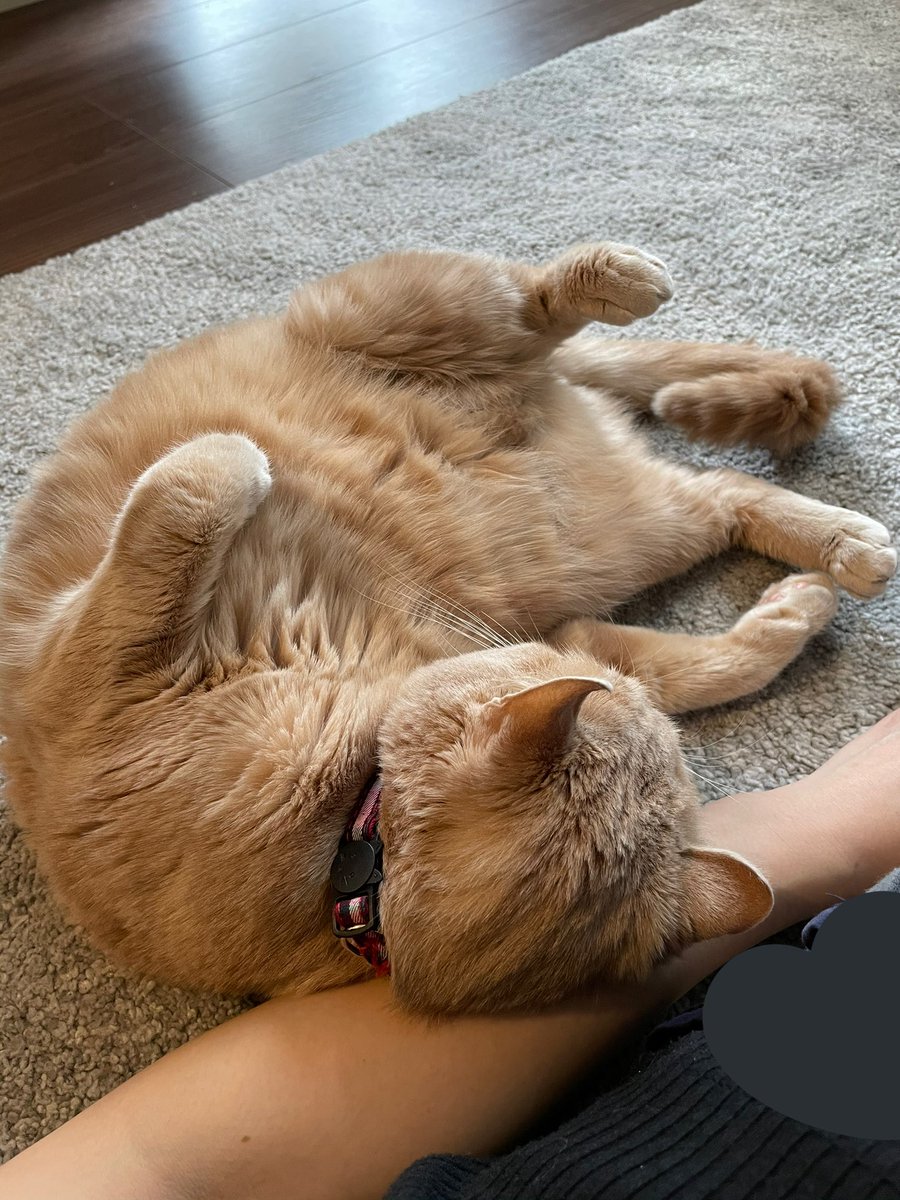 ChouCream0512's tweet photo. 珍しく平日休みでお昼からリビングにいた日、とても甘えてきたしゅーくん💤
おなかぽよんぽよんだな〜 https://t.co/TgvWtHIxFX