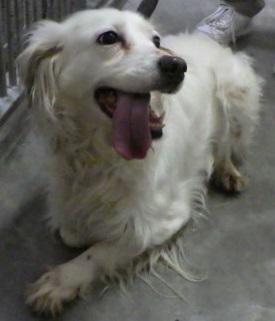 イングリッシュセッター犬 イングリッシュセッター犬