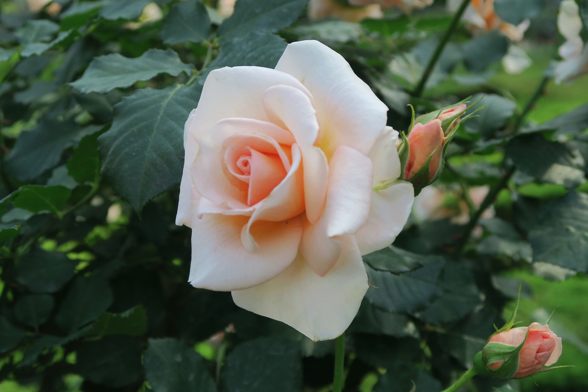 旧古河庭園 琴音 アプリコットカラーで小ぶりな花をたくさんつけて先日のツイートも人気でした 花も整っているものが多く 映える バラです うっすら ティー の香りも漂わせます 温度が良いとよく分かるのですが 旧古河庭園 バラ 休園中 ツイッター