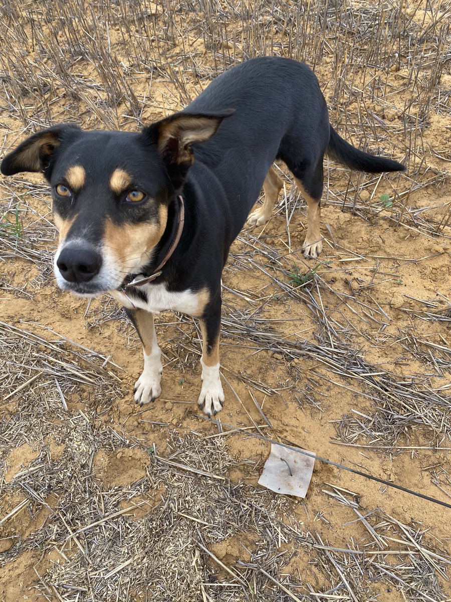 Raylene Burns tweet media