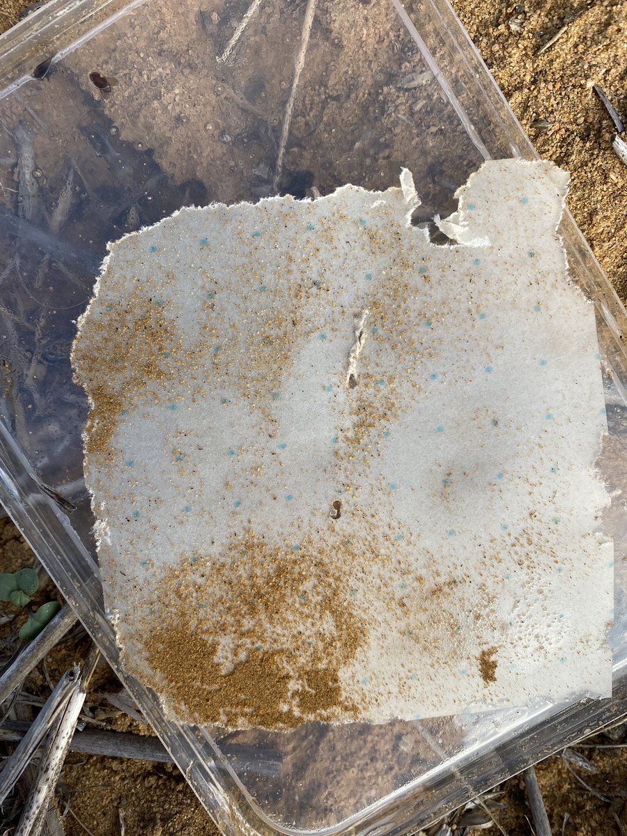 Raylene Burns tweet media