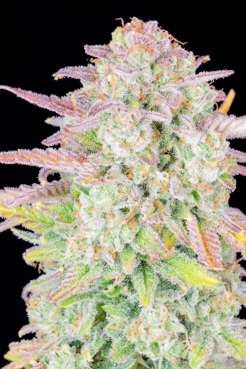 ApotForPotAff's tweet photo. with A pot for a pot anybody can grow amazing weed by simply adding water if you want to learn more click this link https://t.co/KibuHEiV2F

#weedsmokers #StonerFam #trainwreck #fastbuds https://t.co/5mvAc0Geiu
