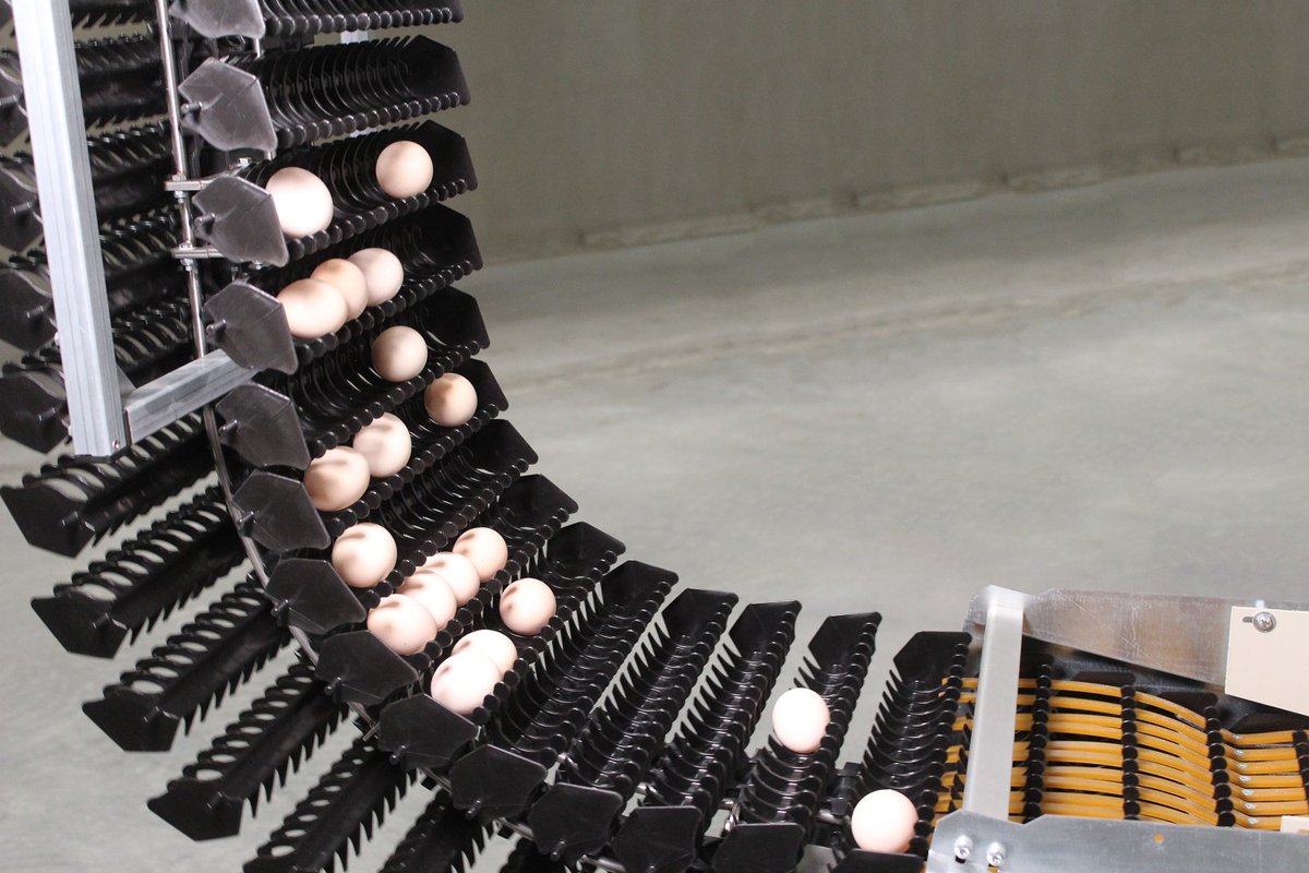 VencomaticGroup's tweet photo. Optimal egg flow with the Pegasus. Flexible design and minimising the number of transfers to collect eggs in a safe way. #eggcollection #poultry #egghandling #eggtransport https://t.co/qkJS1faTLu https://t.co/nzxkBEpXEL