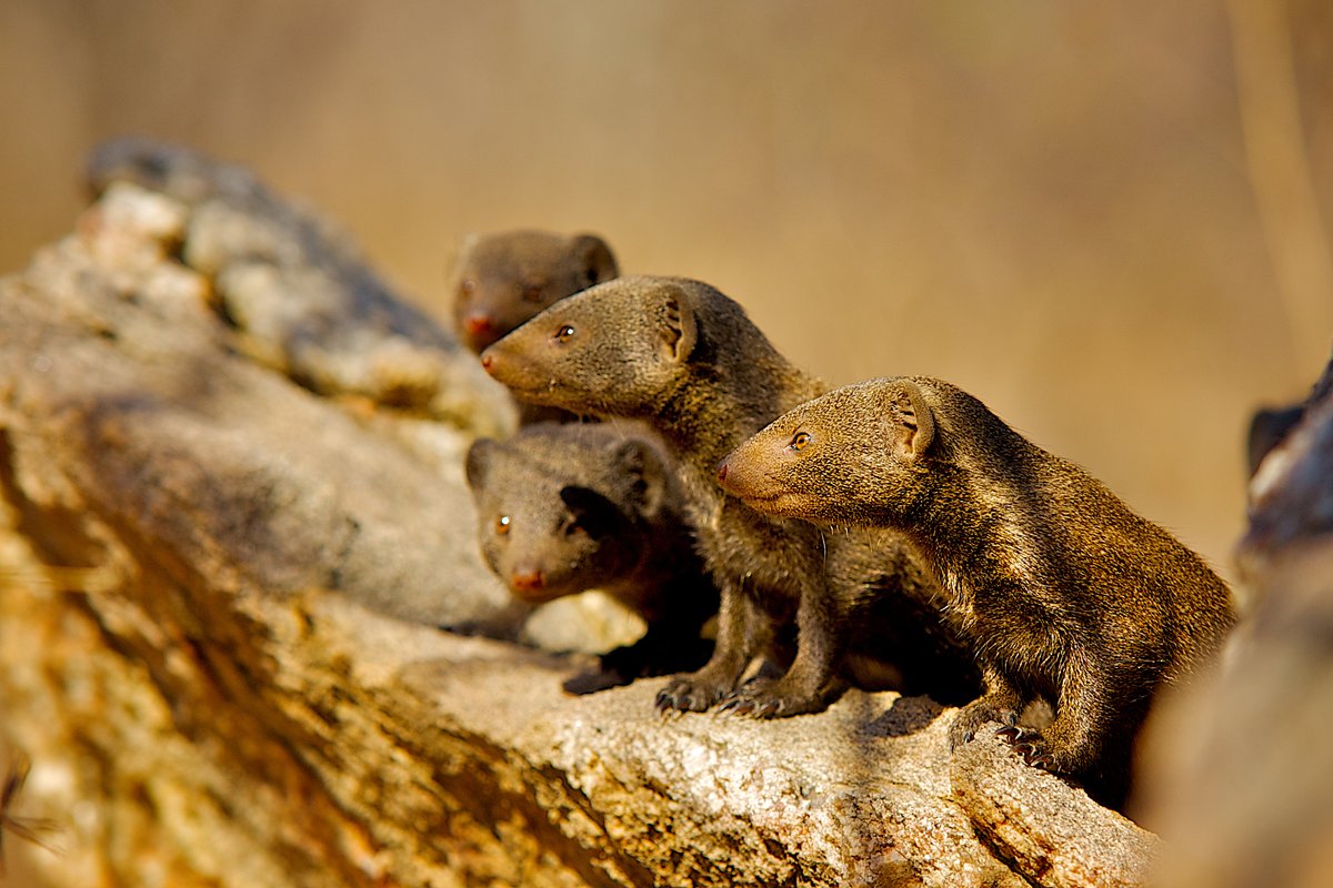 Dwarf_Mongoose's tweet photo. 🌟Congratulations🌟 @Julie_M_Kern on her new paper: Strongly bonded individuals prefer to forage together in cooperatively breeding dwarf mongoose groups. It's endured a VERY long process 🙄, so particularly delighted to see this one out! 
https://t.co/sPOGFa8Gm0
#Perseverance https://t.co/NH2GjGmy1U