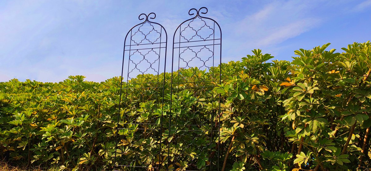 Outour1983's tweet photo. With its unique appearance, it can be a eye-catching decoration in your garden. #Garden #gardenlife #GardenDesign #trellis https://t.co/Vuw4JGG3Pt