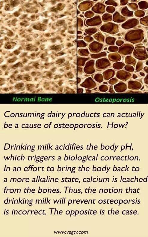 Is cows milk good for your bones? Absolutely NOT.. The opposite is the case. 
#veganmilk #plantbased