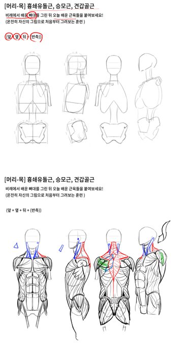 뼈대와 비율, 근육의 위치, 자연스러운 모양을 위한 인체 지식 모음 