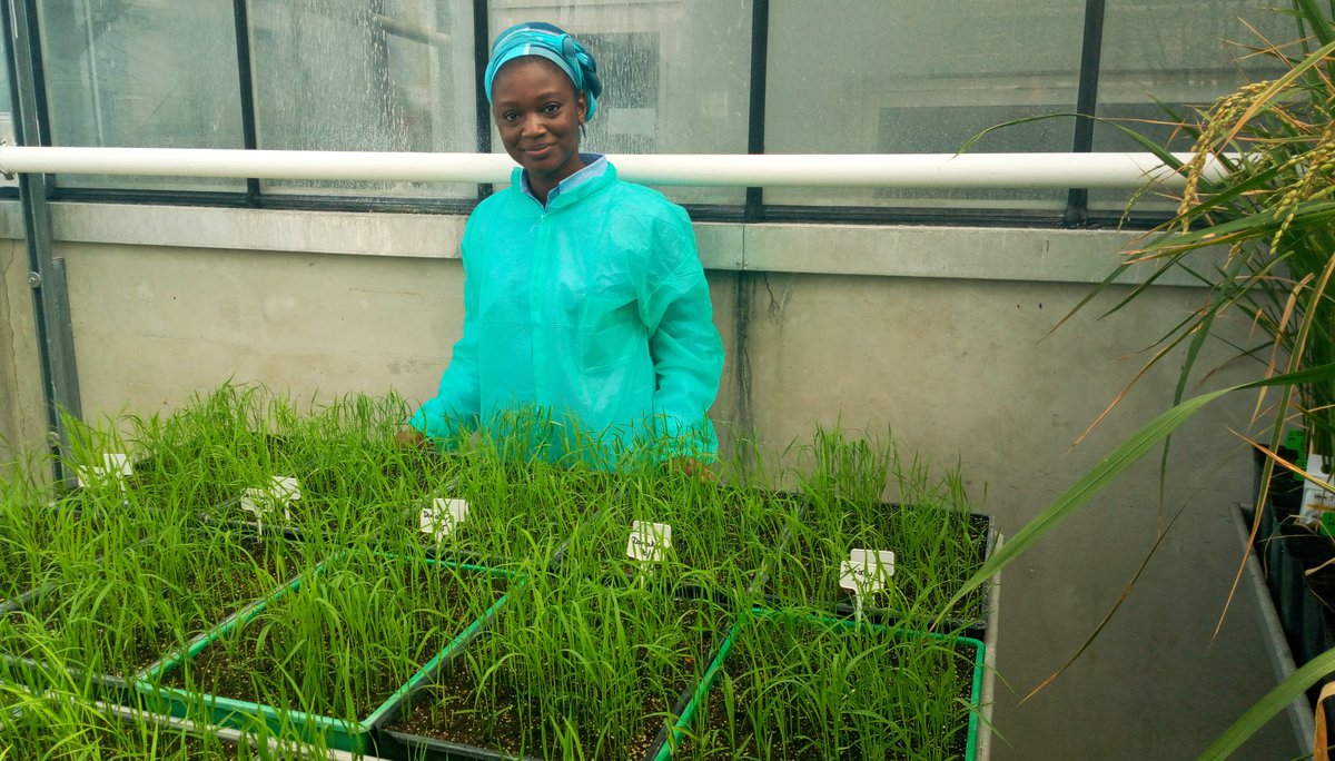 Plant Health Institute Montpellier tweet media