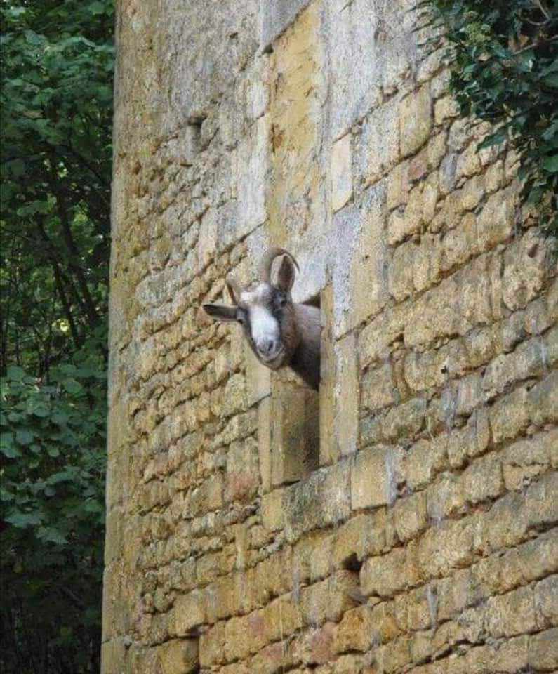 angel96650585's tweet image. Само ви проверявам...😃