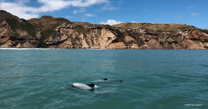 Māui dolphins swimming in the ocean