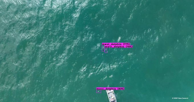 Aerial view of Māui dolphins in the ocean as seen from the drone